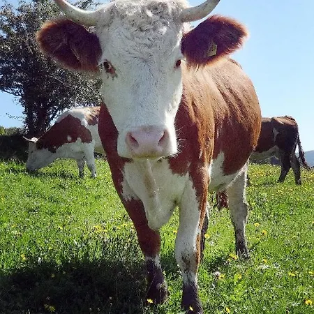 Urlaub Auf Dem Haberlhof Farm stay Lohberg