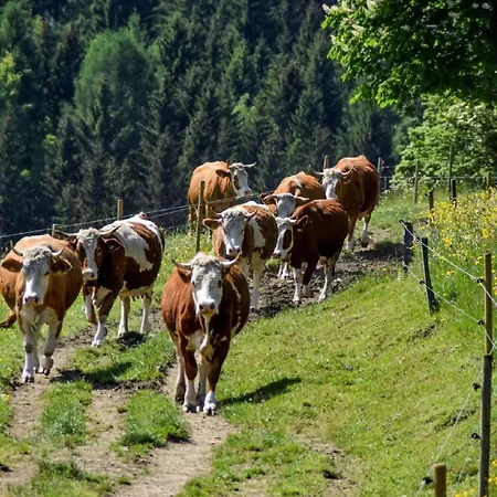 Urlaub Auf Dem Haberlhof *